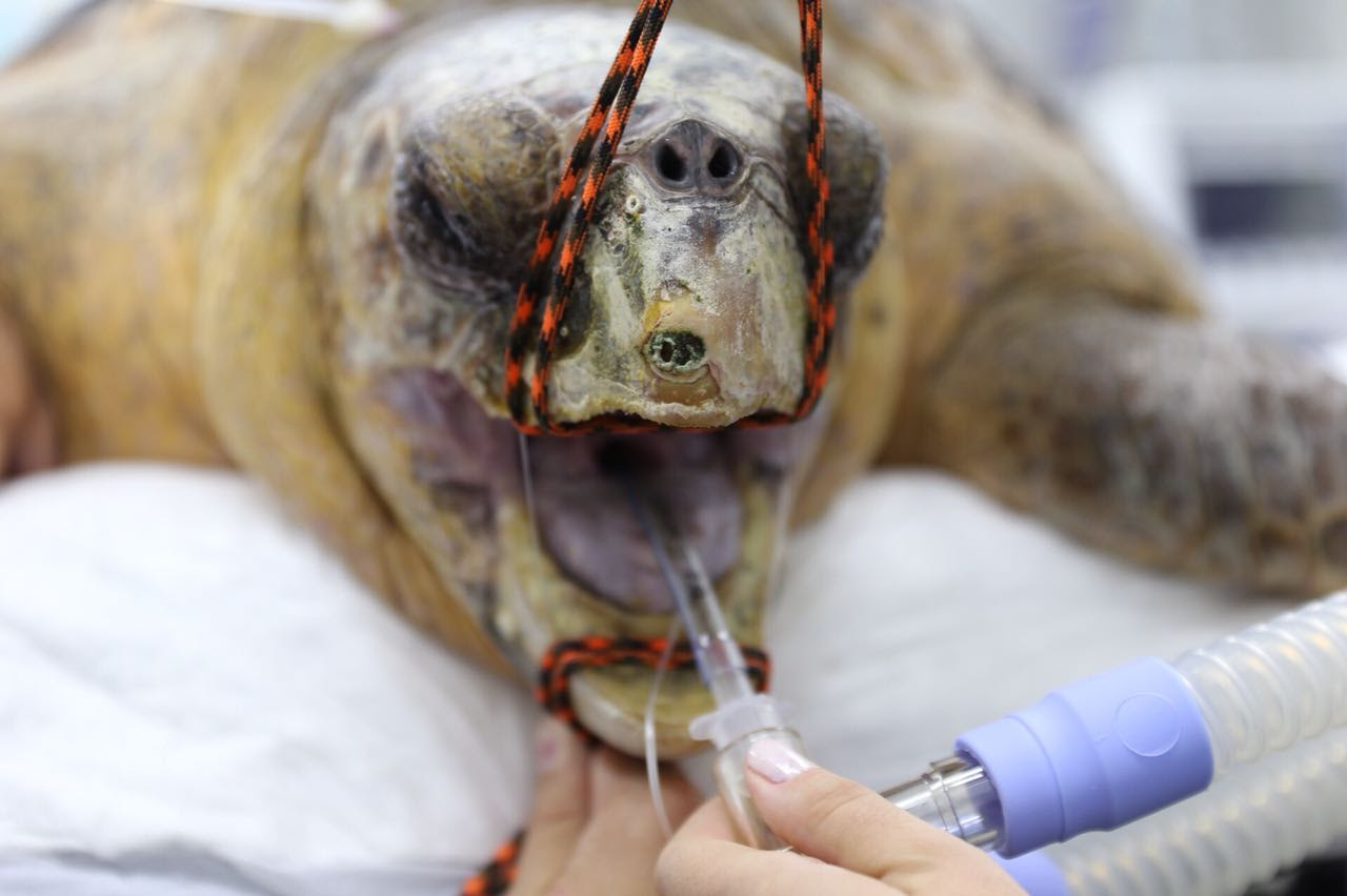 Animais em perigo: Tartaruga-Cabeçuda de  44 KG passa por cirurgia para remoção de anzol