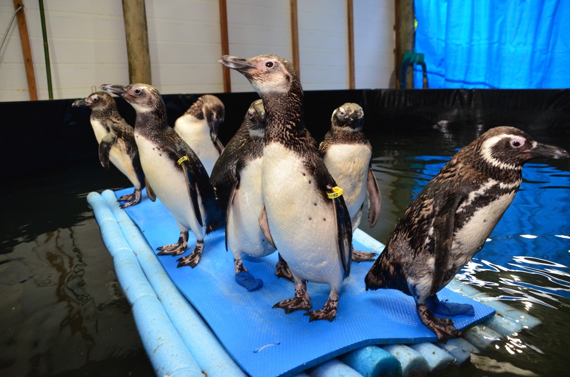 Biodiversidade: Instituto Argonauta faz soltura de 06 pinguins reabilitados