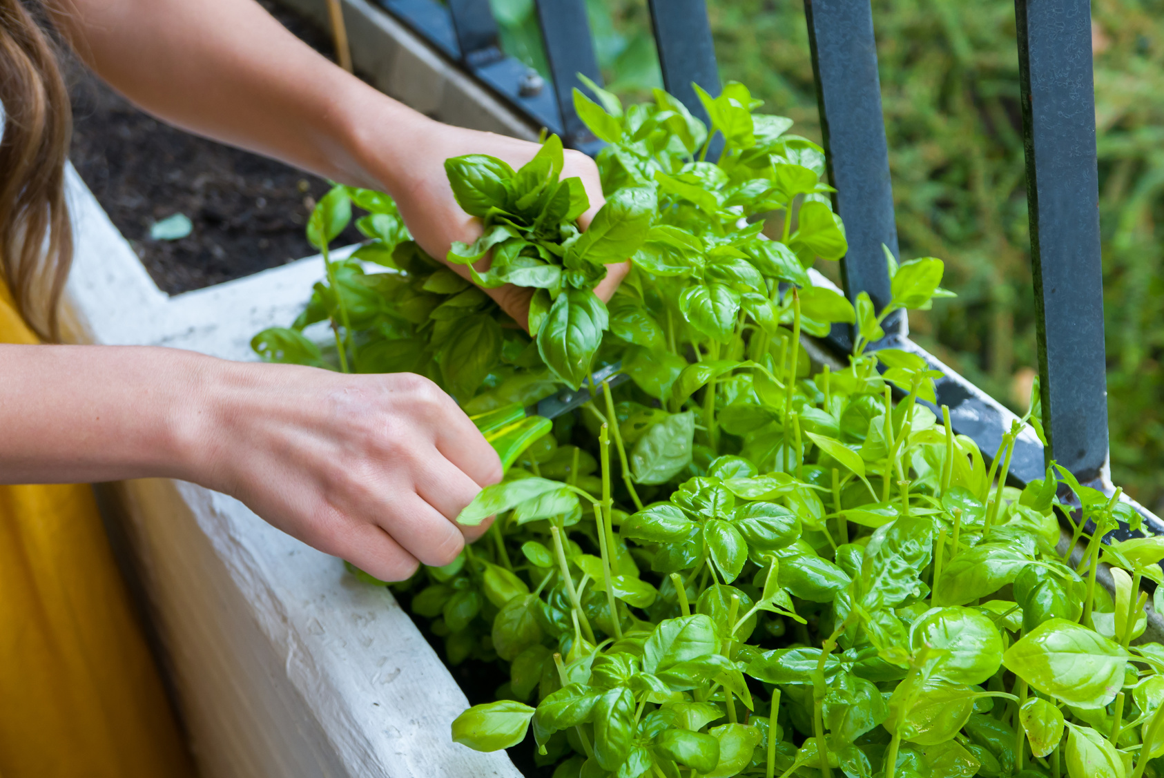 Saúde e Bem-Star: 5 dicas para fazer a sua própria horta caseira e agroecológica!