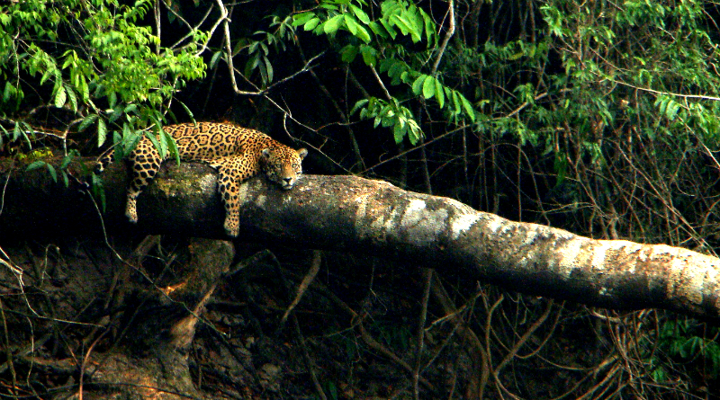 Proteção Animal Mundial se posiciona contra a liberação da caça no Brasil