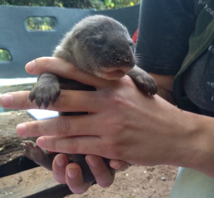 Projeto Lontra aumenta população de lontras neotropicais