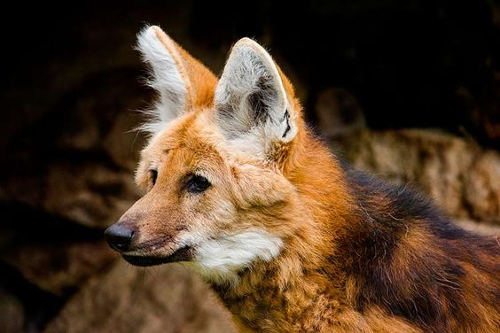 Biodiversidade: Escolhido para ilustrar a cédula de R$ 200, lobo-guará sofre com o avanço do desmatamento no Cerrado