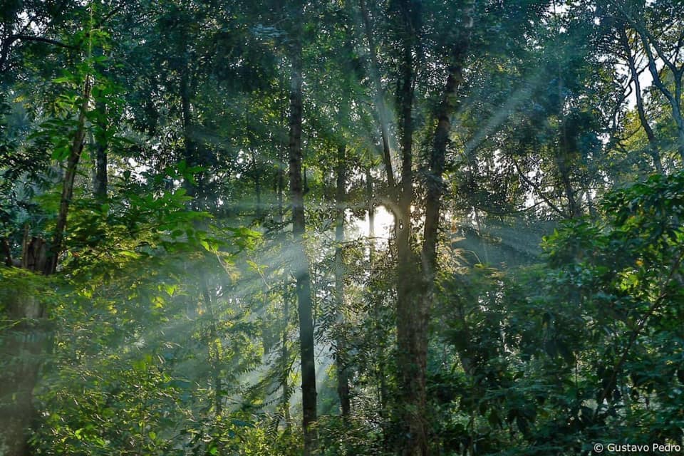 Polêmica Ambiental: Falta de registro da Floresta Urbana do Camboatá pode anular o licenciamento do Autódromo