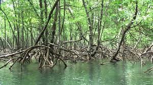 Senadores reagem com projeto e ação no STF para proteger manguezais e restingas