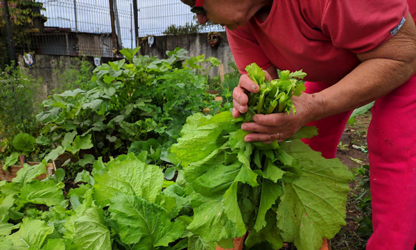 Horta Comunitária implantada pelo Instituto Melhores Dias e AllCare auxilia alimentação de comunidade