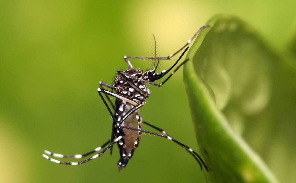 Mudanças Climáticas e Incidência de Dengue: Qual a Relação e como Combater o Vírus Aedes Aegypti